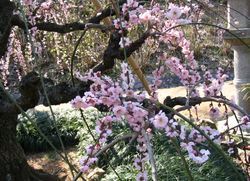 ume2