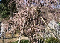 ume3