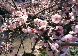 ume4