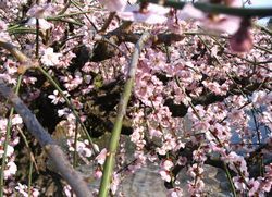 ume5